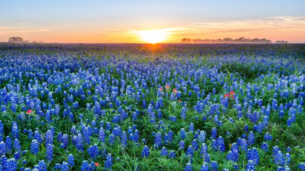Austin landscape