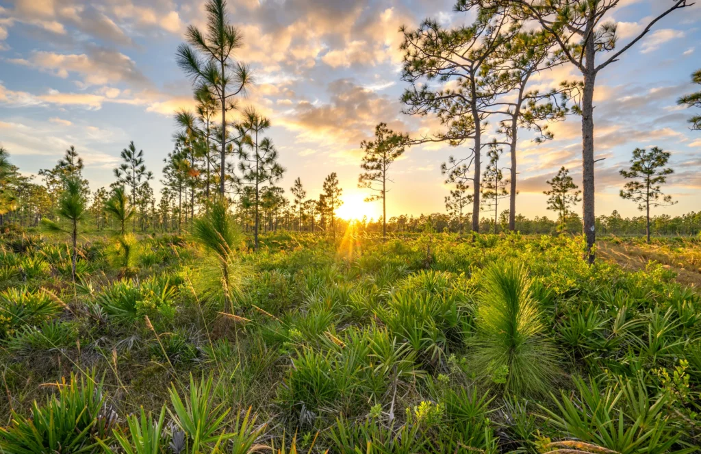 Orlando landscape