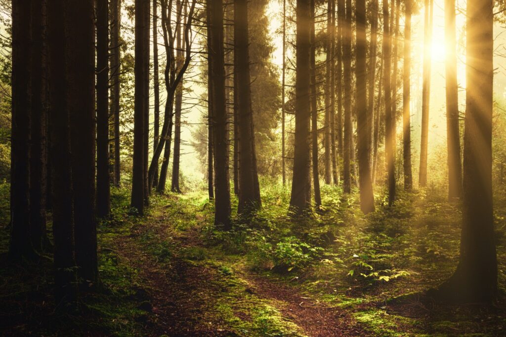A companion guide for Lent