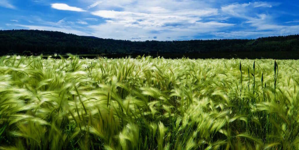 Wealth creation: A godly gift or a command