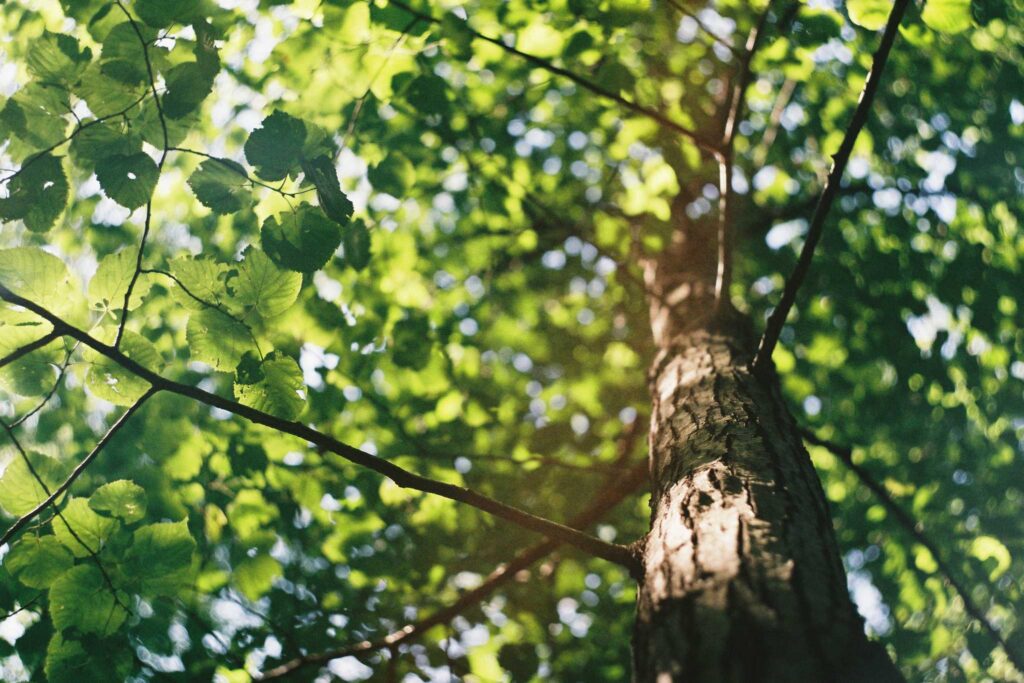 What trees teach us about life, death, and resurrection, part 3