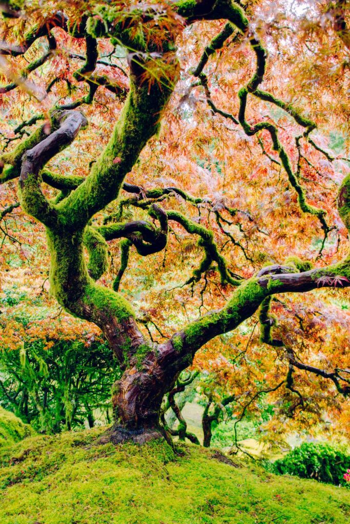 What trees teach us about life, death, and resurrection, part 4