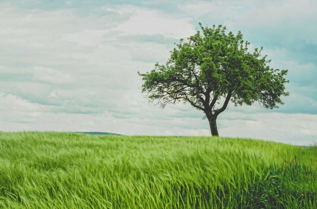What trees teach us about life, death, and resurrection, part 1